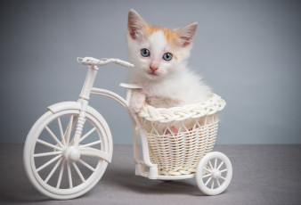 Картинка животные коты котик