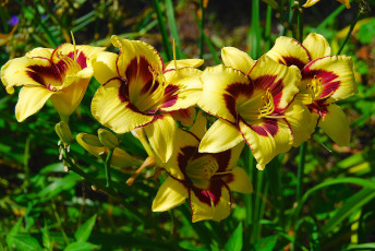 Картинка цветы лилии +лилейники клумба цветки