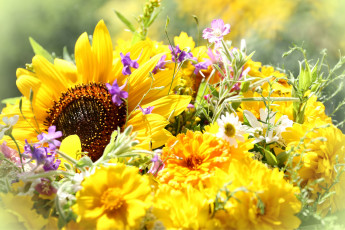 обоя цветы, букеты,  композиции, подсолнух, желтый