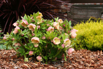 Картинка цветы геллеборус+ морозник helleborus куст