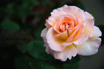 Картинка цветы розы макро