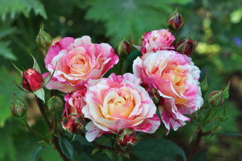 Картинка цветы розы пестрый