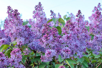 Картинка цветы сирень куст