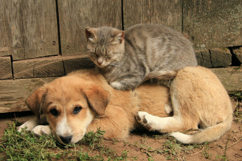 Картинка животные разные+вместе друзья