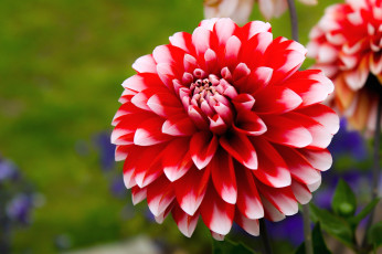 Картинка цветы георгины пестрый