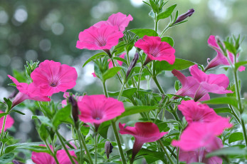 Картинка цветы петунии +калибрахоа розовый