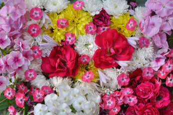 Картинка цветы разные+вместе хризантемы флоксы