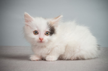 Картинка животные коты котик