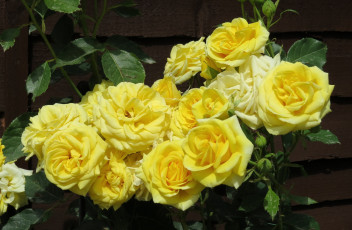 Картинка цветы розы желтый