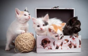 обоя животные, коты, котята, клубок