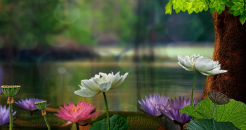 Картинка разное компьютерный+дизайн дерево листья лотосы водяные лилии