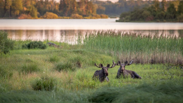 Картинка животные лоси пара рога