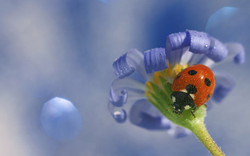 Картинка животные божьи+коровки божья коровка цветок макро