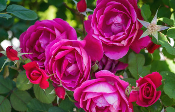 Картинка цветы розы розовый