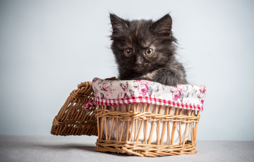 Картинка животные коты корзинка чумазый