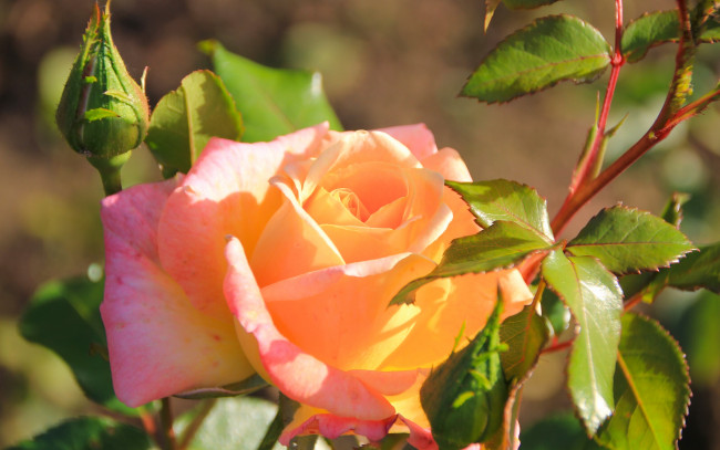 Обои картинки фото цветы, розы, роза, бутон, макро