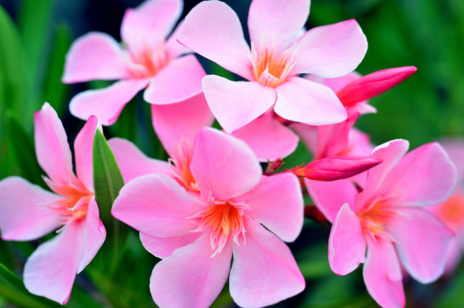 Обои картинки фото цветы, олеандры, розовый