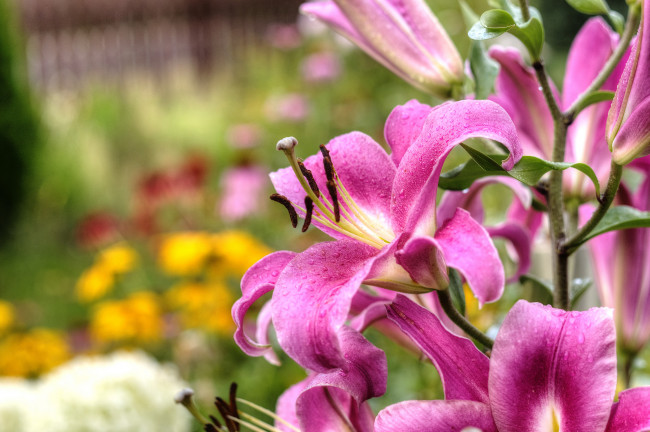 Обои картинки фото цветы, лилии,  лилейники, розовые, цветение