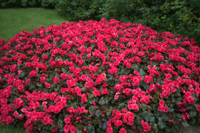 Обои картинки фото цветы, бегония, много