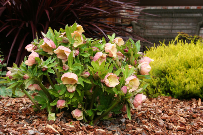 Обои картинки фото цветы, геллеборус , морозник, helleborus, куст