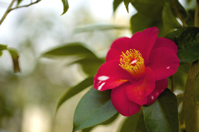 Обои картинки фото цветы, камелии, красный