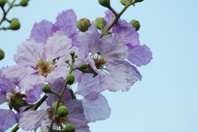 Обои картинки фото цветы, лагерстрёмия , индийская сирень, макро