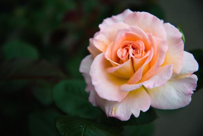 Обои картинки фото цветы, розы, макро