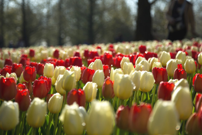 Обои картинки фото цветы, тюльпаны, много