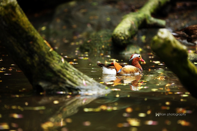 Обои картинки фото животные, утки, водоем, утка-мандаринка