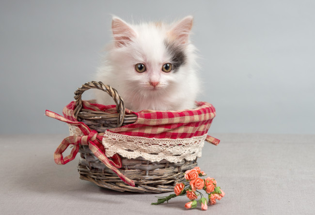 Обои картинки фото животные, коты, котик, корзинка