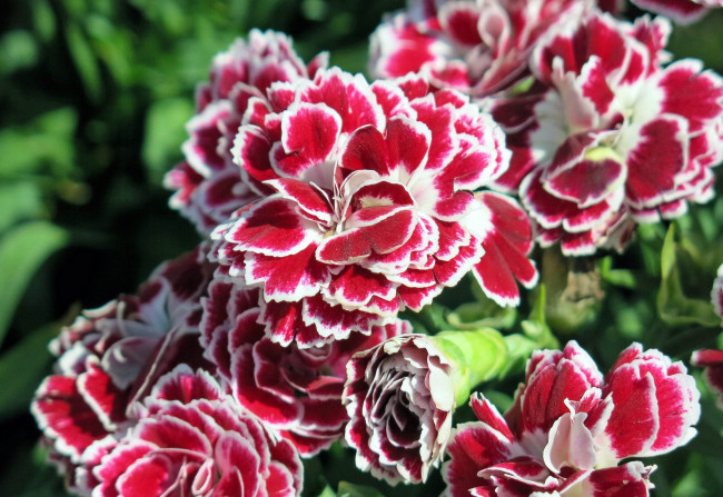 Обои картинки фото цветы, гвоздики, пестрый