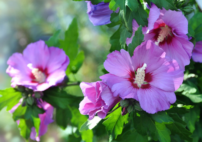 Обои картинки фото цветы, гибискусы, розовый