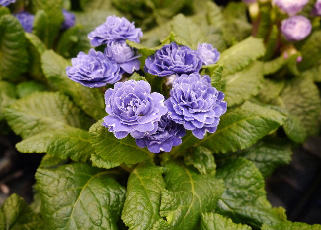 Обои картинки фото цветы, примулы, сереневая, примула