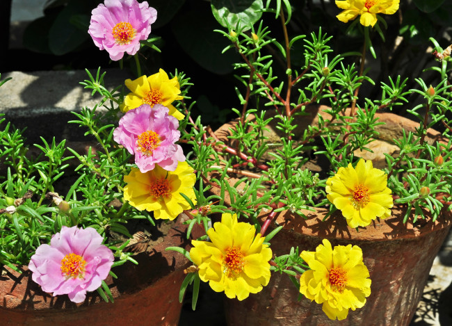 Обои картинки фото цветы, портулак, portulaca, дандур
