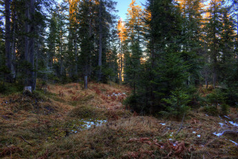 Картинка природа лес деревья