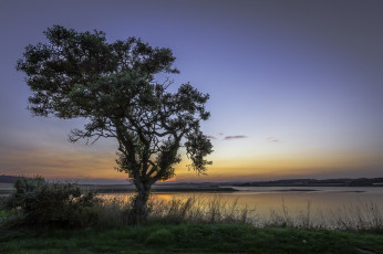 Картинка природа деревья простор