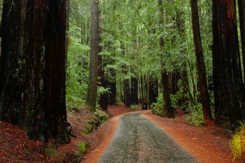 Картинка природа дороги тракт