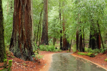 Картинка природа дороги тракт