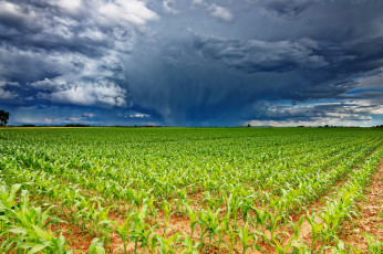 Картинка природа поля простор