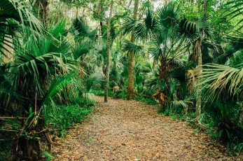 Картинка природа дороги тракт