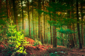 Картинка природа лес деревья