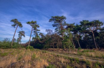 Картинка природа дороги тракт