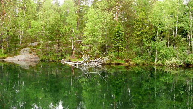 Обои картинки фото природа, реки, озера, река, лес