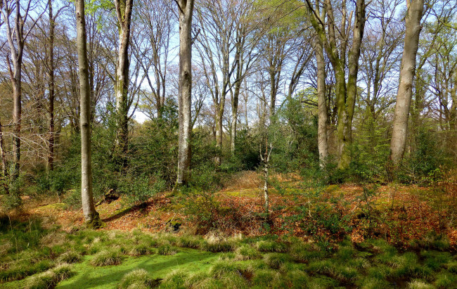 Обои картинки фото природа, лес, деревья