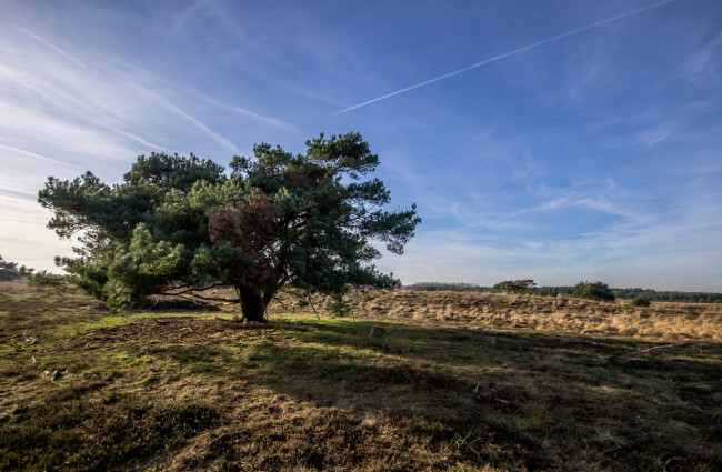 Обои картинки фото природа, деревья, простор