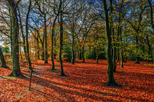 Обои картинки фото природа, лес, деревья