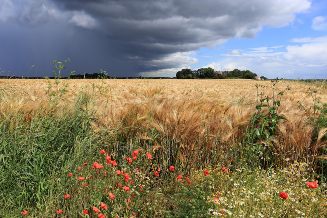 Обои картинки фото природа, плоды, простор