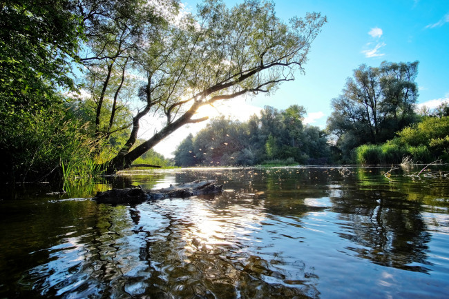 Обои картинки фото природа, реки, озера, река, лес