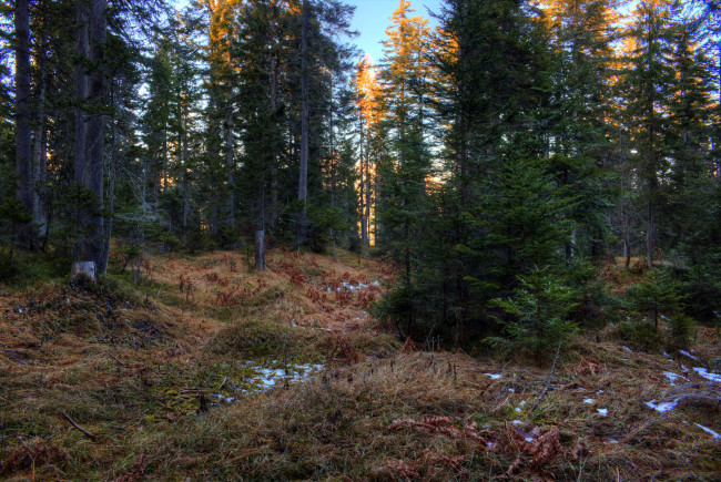 Обои картинки фото природа, лес, деревья