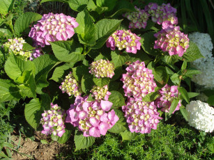 Картинка цветы гортензия разноцветные